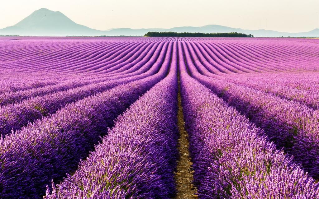valensole,普罗旺斯,法国,紫色的花朵,薰衣草田野壁纸,高清图片,壁纸