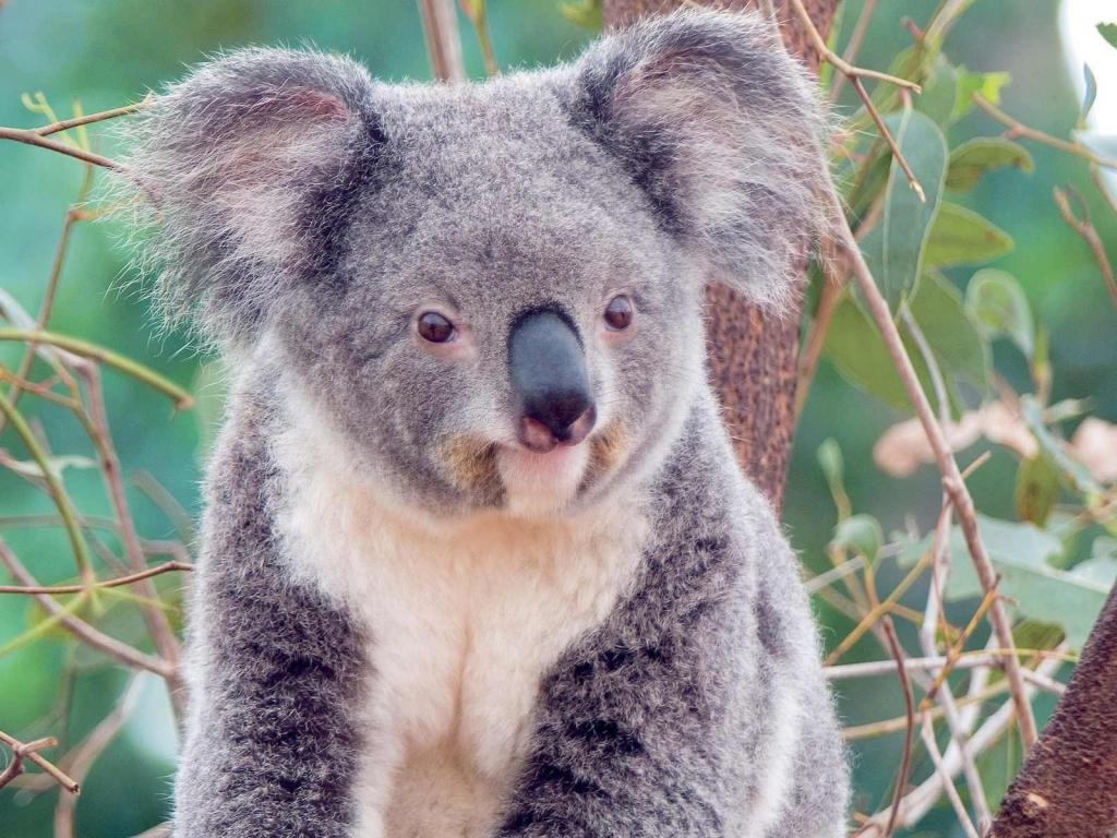 澳大利亚标志性动物图片