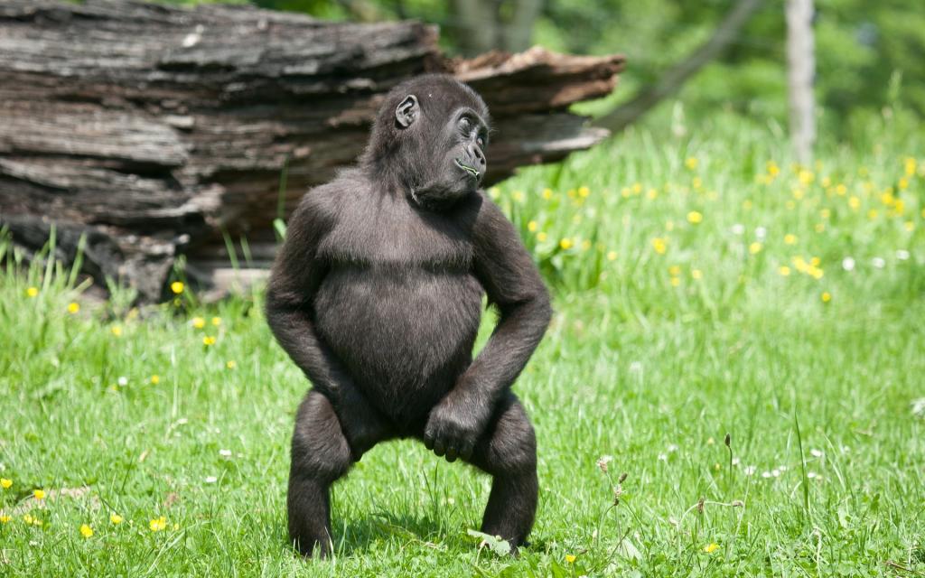 大猩猩跳舞表情包图片