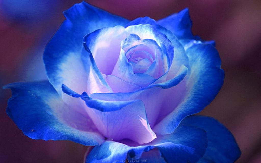 克莱因蓝玫瑰花壁纸图片