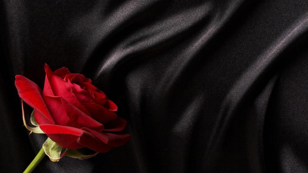 红玫瑰壁纸黑色图片