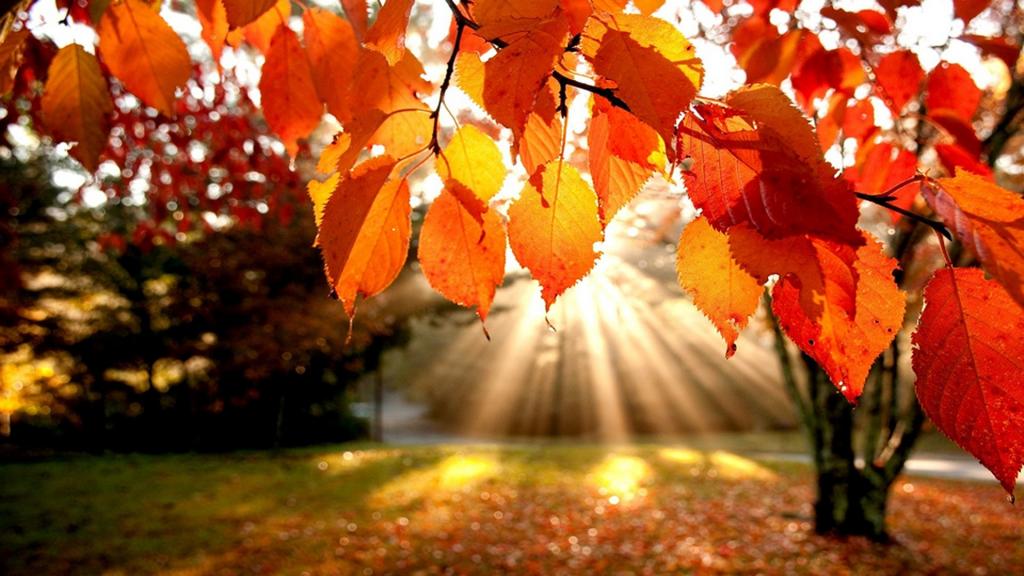 秋季枫叶唯美意境,高清图片,壁纸,自然风景