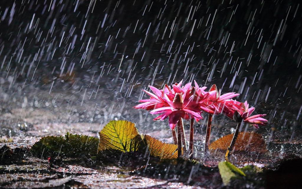 喜湿耐涝的花卉图片