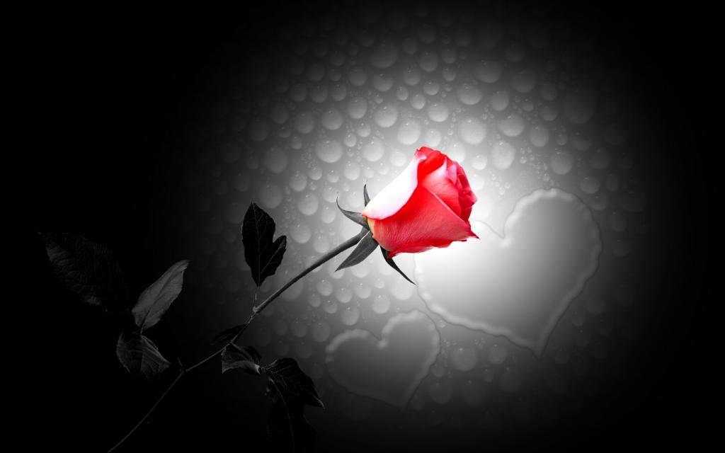 玫瑰抽象的黑色花朵心红色的高清壁纸
