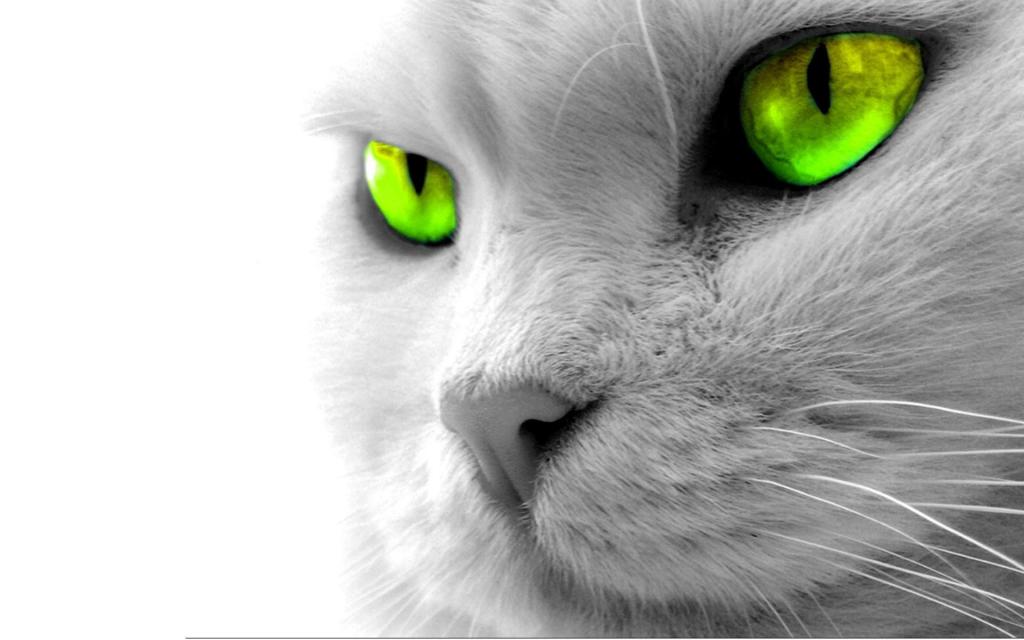 霓虹灯眼睛猫壁纸