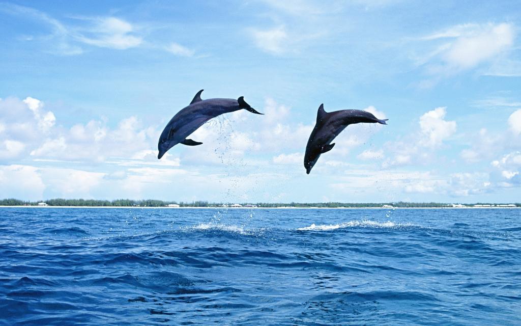 两只海豚在海里的图片图片