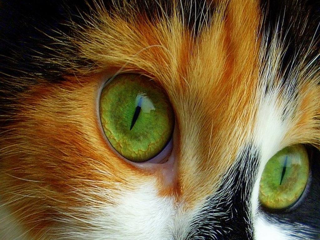 绿眼睛的小猫可爱的猫的眼睛猫科动物小猫高清壁纸