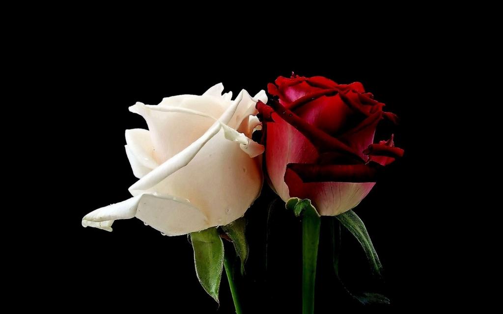 红玫瑰与白玫瑰壁纸图片