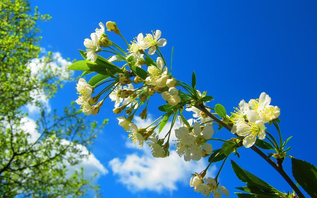 最美春天花草树木图片图片