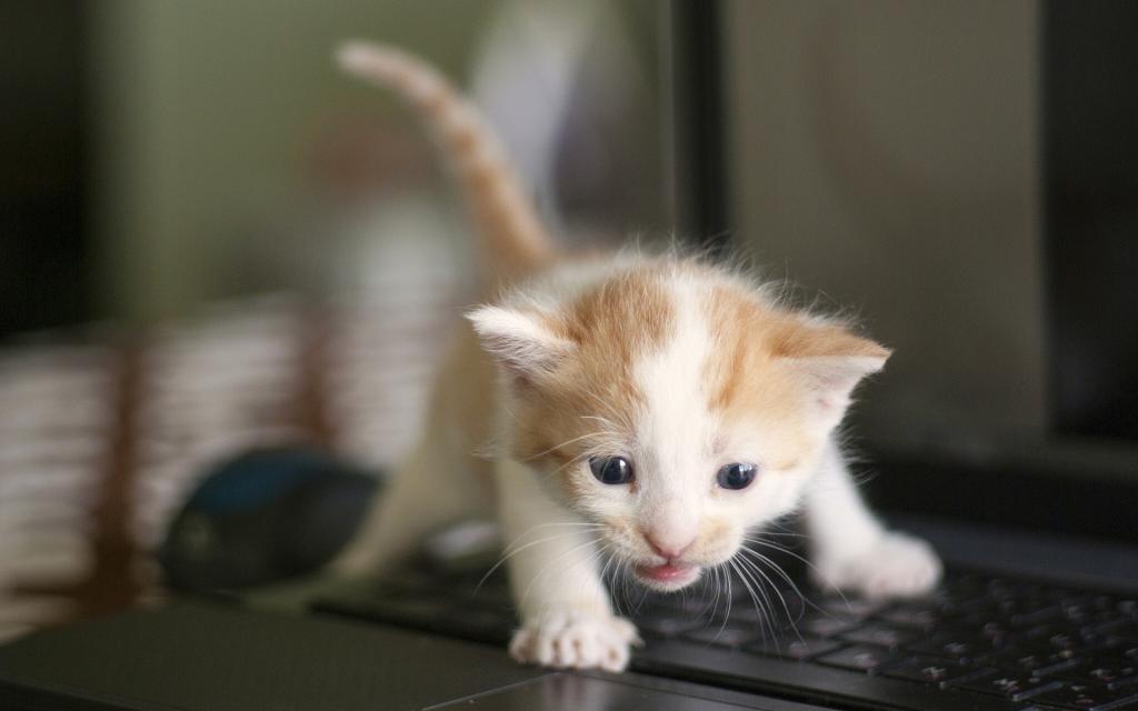 可爱的小猫宝贝键盘壁纸