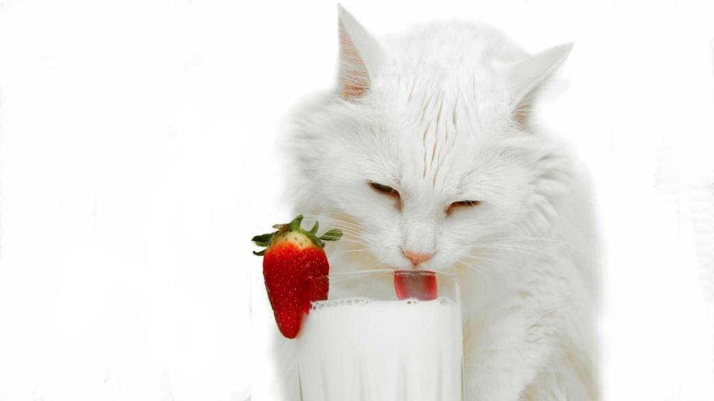 猫奶白色草莓舔高清壁纸