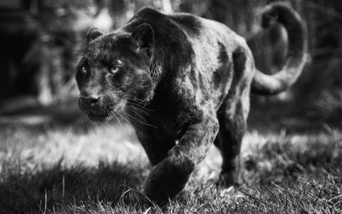黑豹捕猎图片