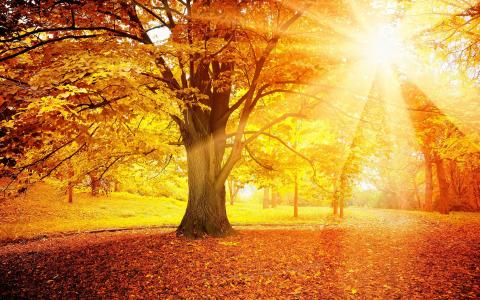 秋天的太阳美景图片