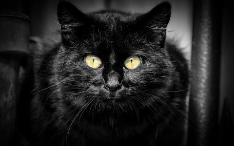 纯黑猫金色眼睛图片