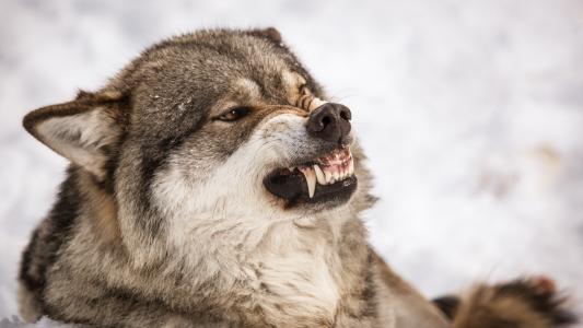 狼龇牙的图片图片