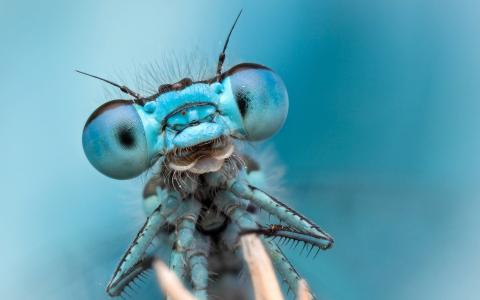 蜻蜓眼睛里的世界图片