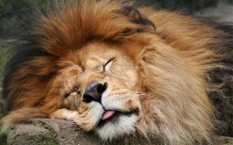 瑞士沉睡的狮子图片图片