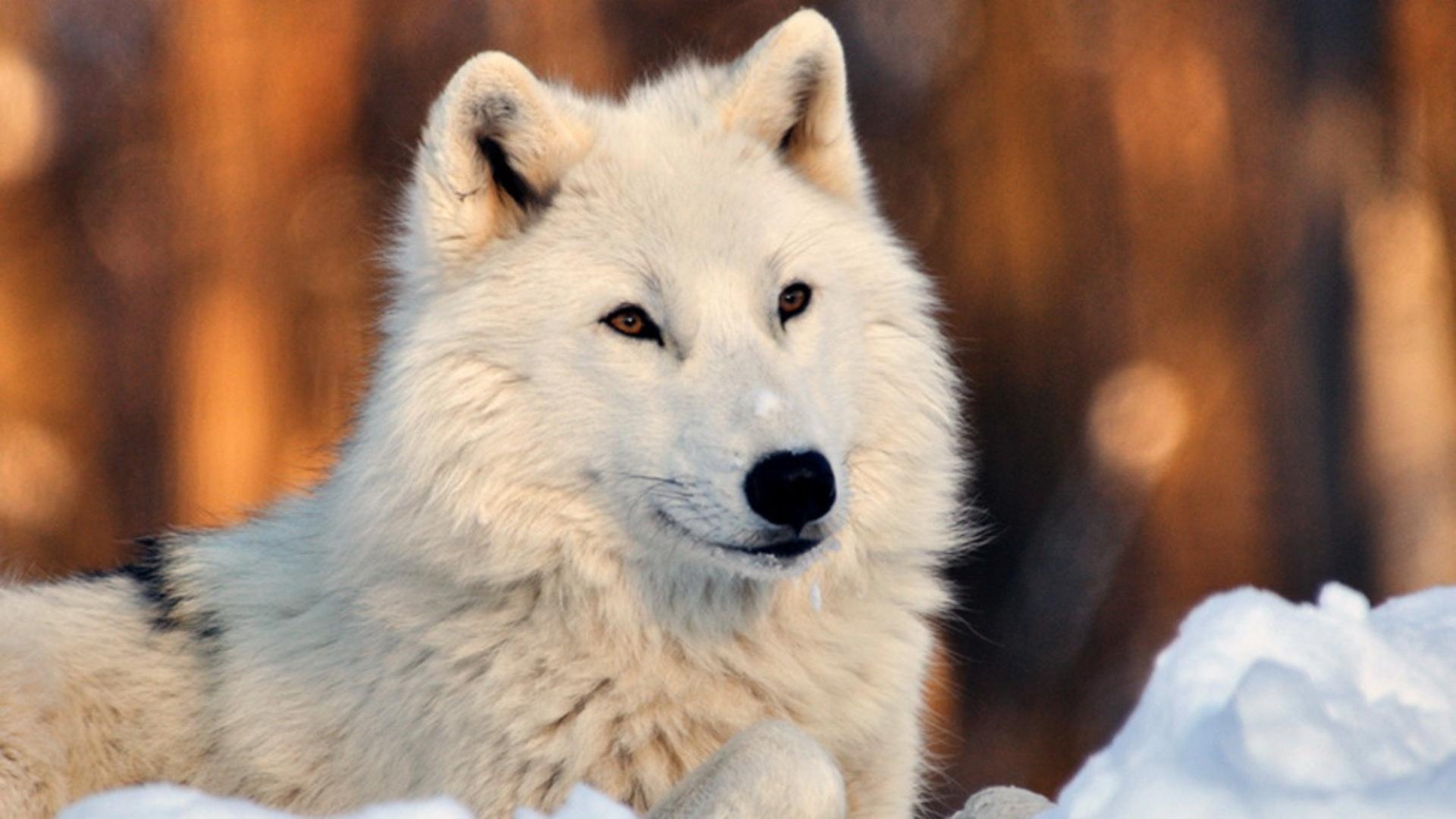 可爱的白狼在雪壁纸1280x800分辨率查看