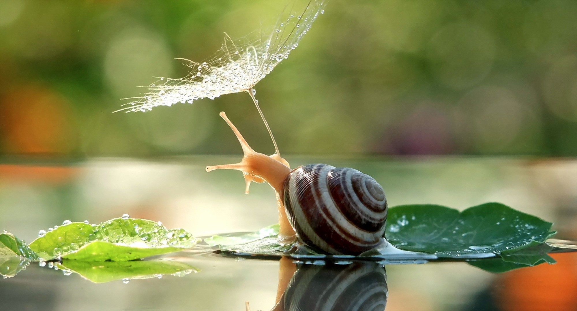 情侣蜗牛打伞图片图片