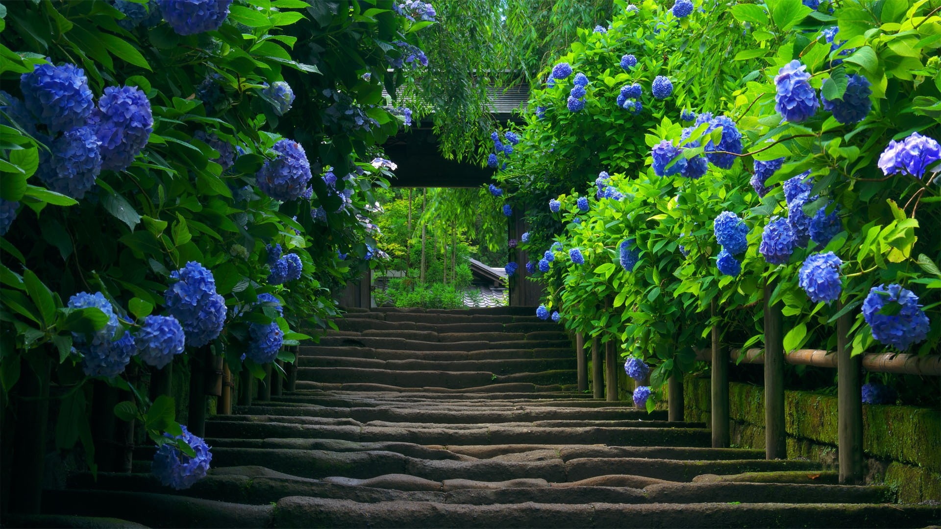 花卉楼梯步骤高清壁纸,高清图片,壁纸,自然风景