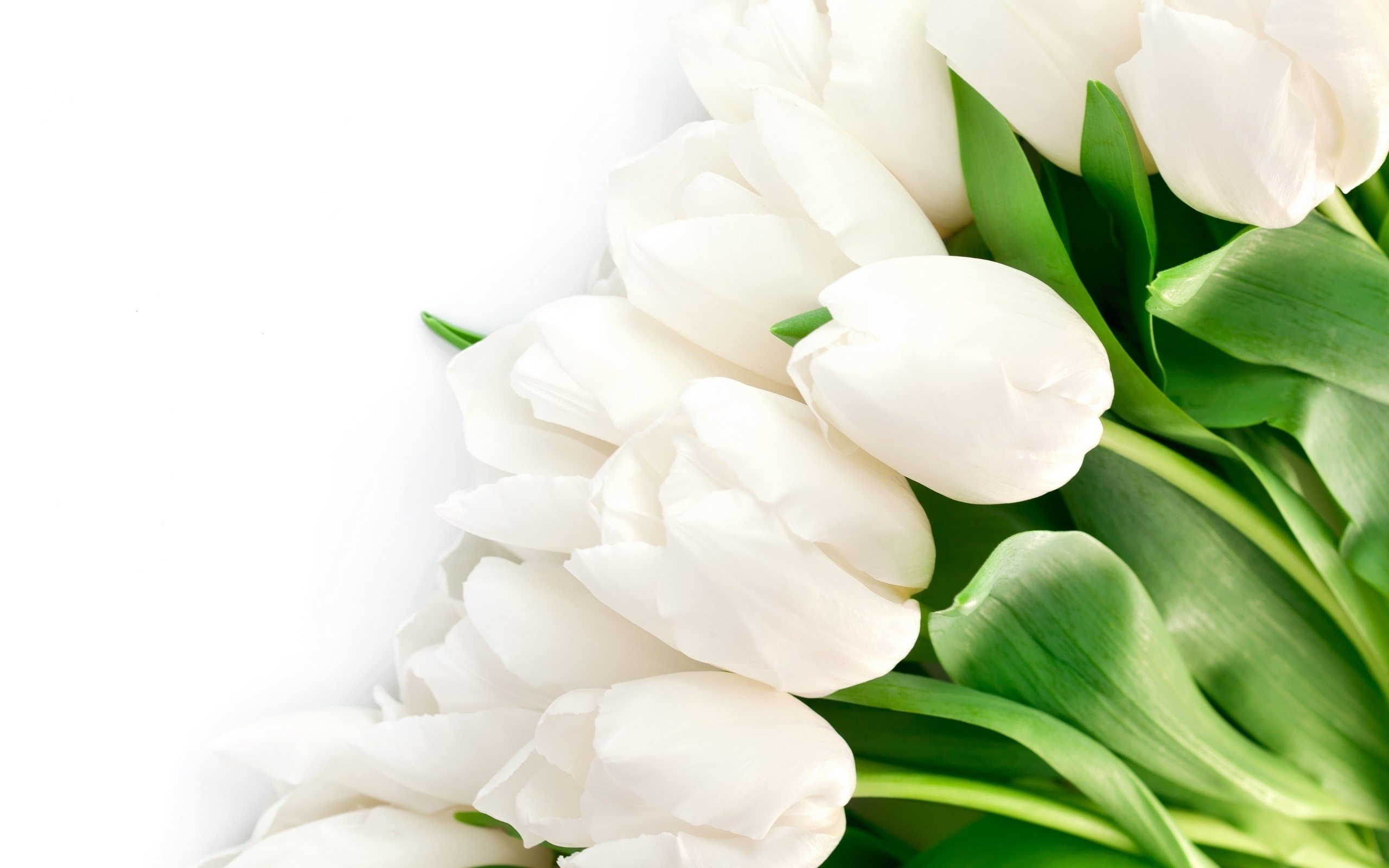 白色郁金香花蕊图片