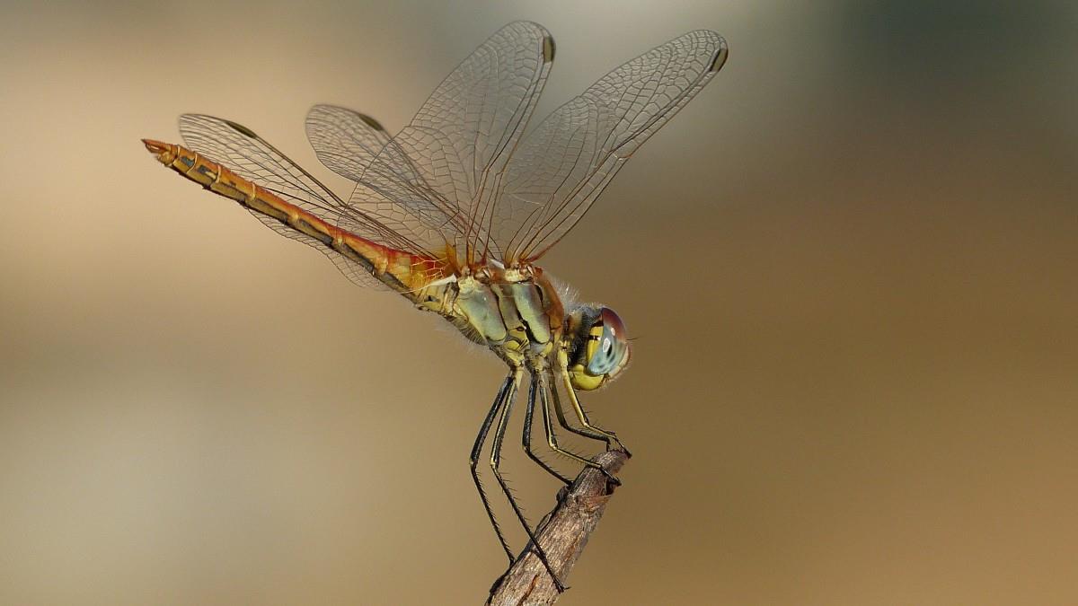 世界上最稀有的蜻蜓图片