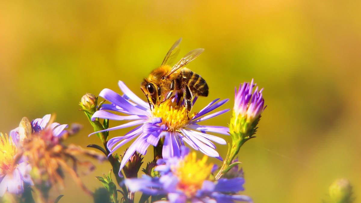 蜜蜂采蜜的图片真图图片