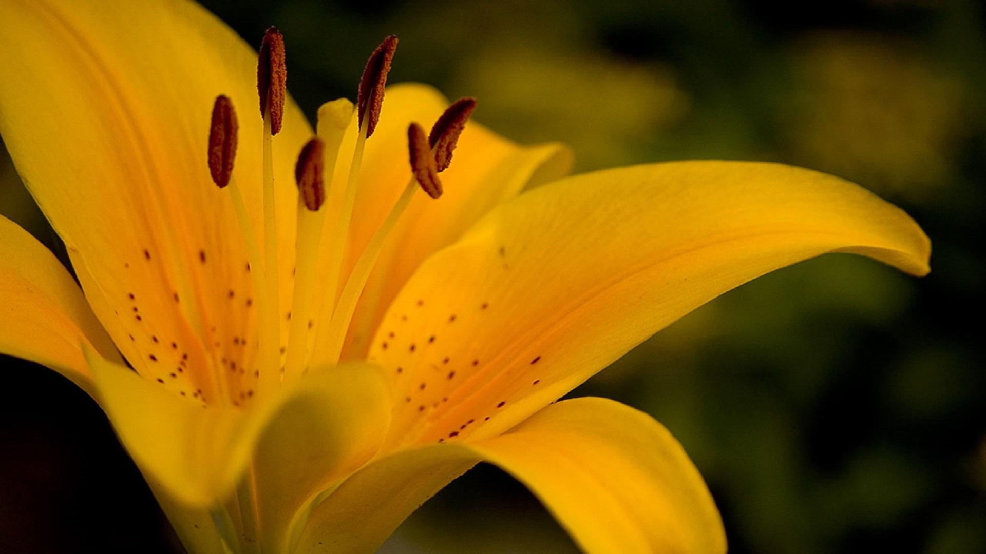 黄百合花的寓意图片图片