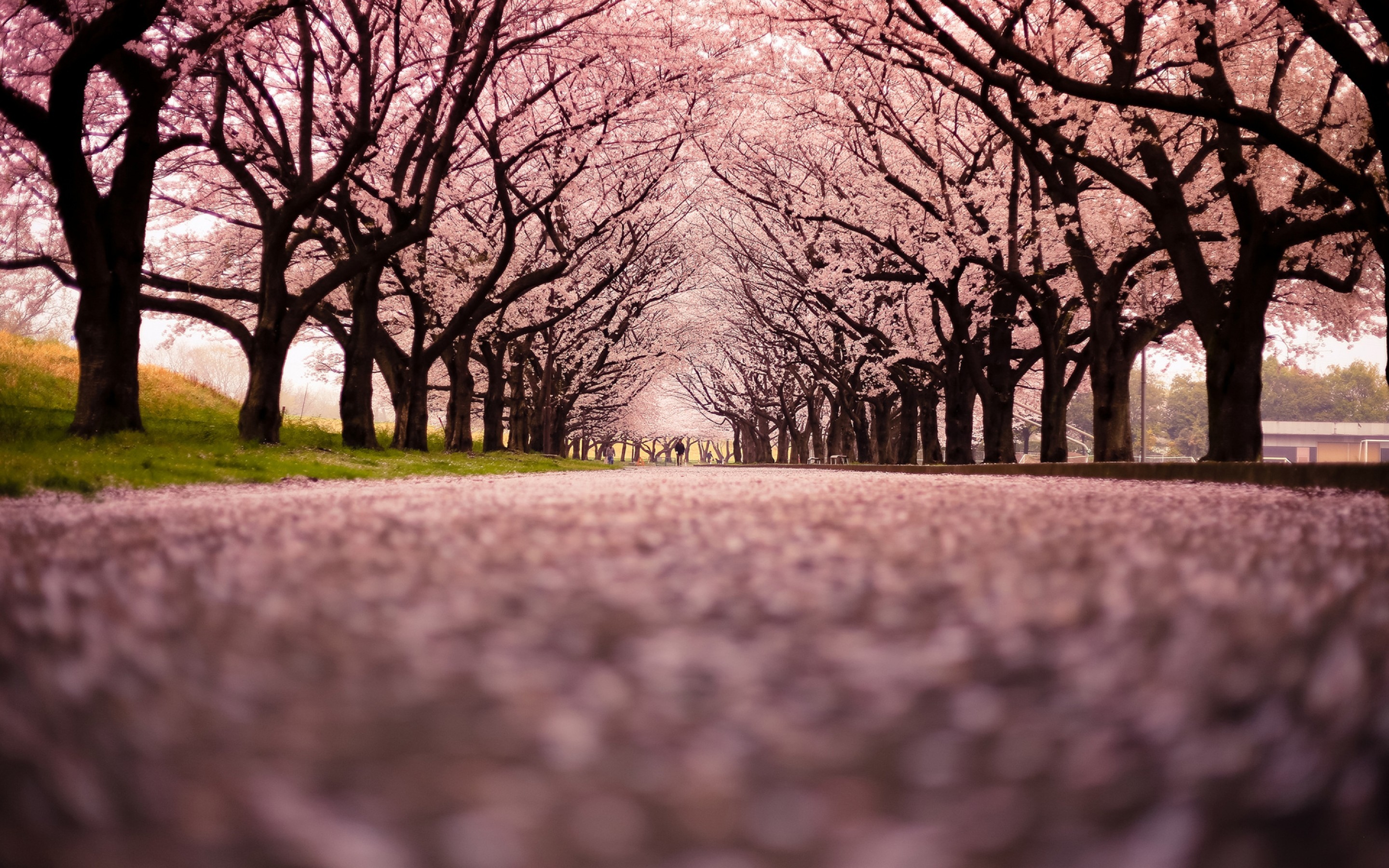 樱花树照片摄影作品图片