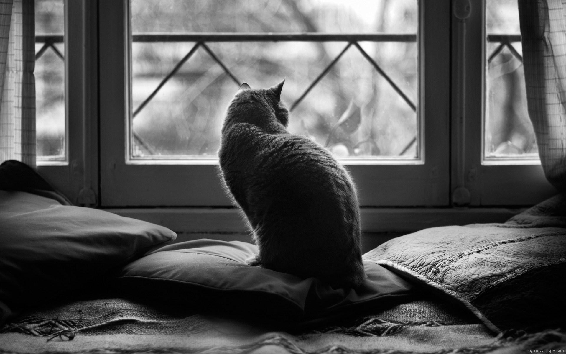 猫望着窗外的黑色和白色壁纸1920x1080分辨率查看