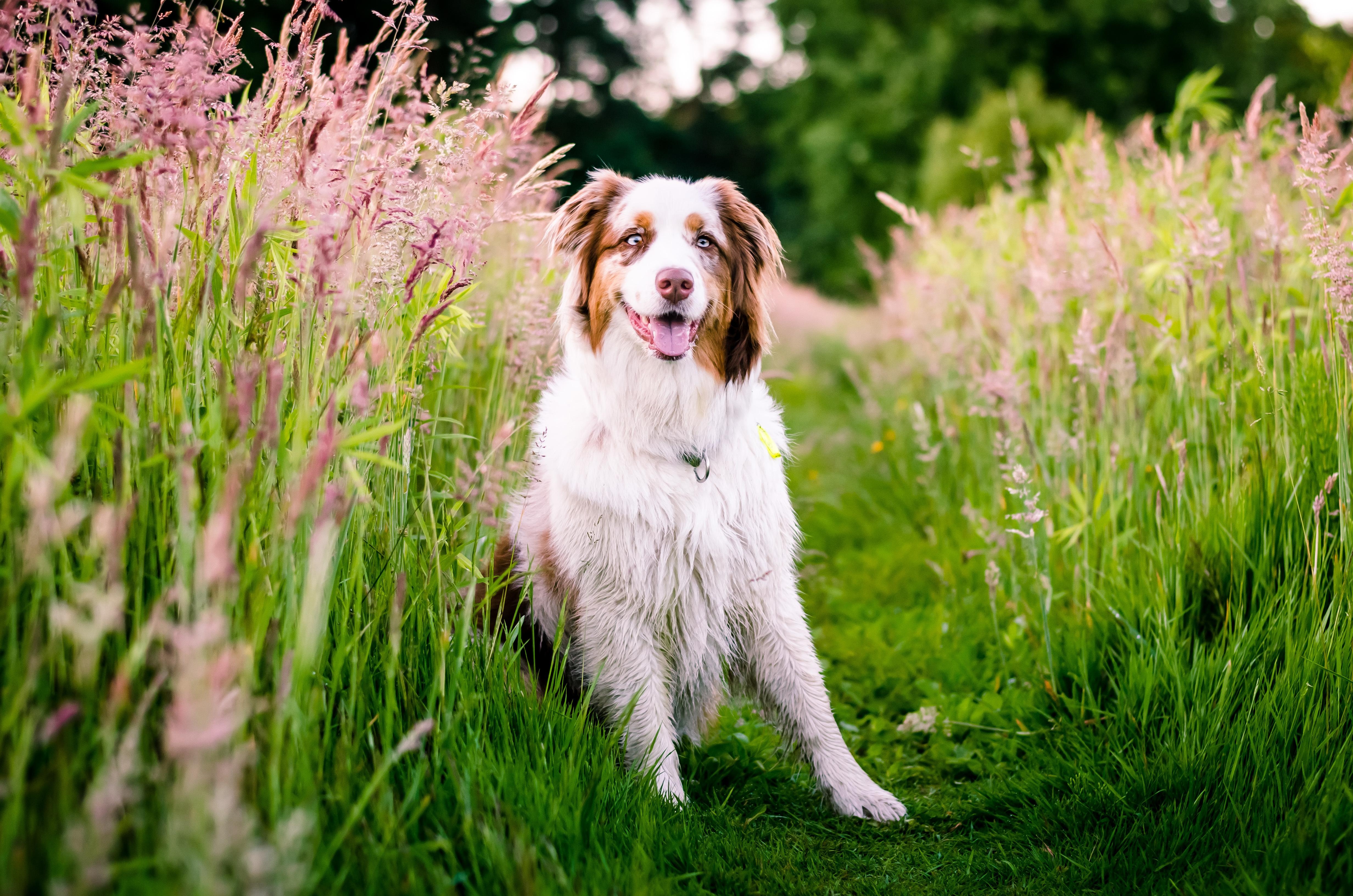 澳大利亚牧羊犬,狗,鲜花,草地,草,自然壁纸