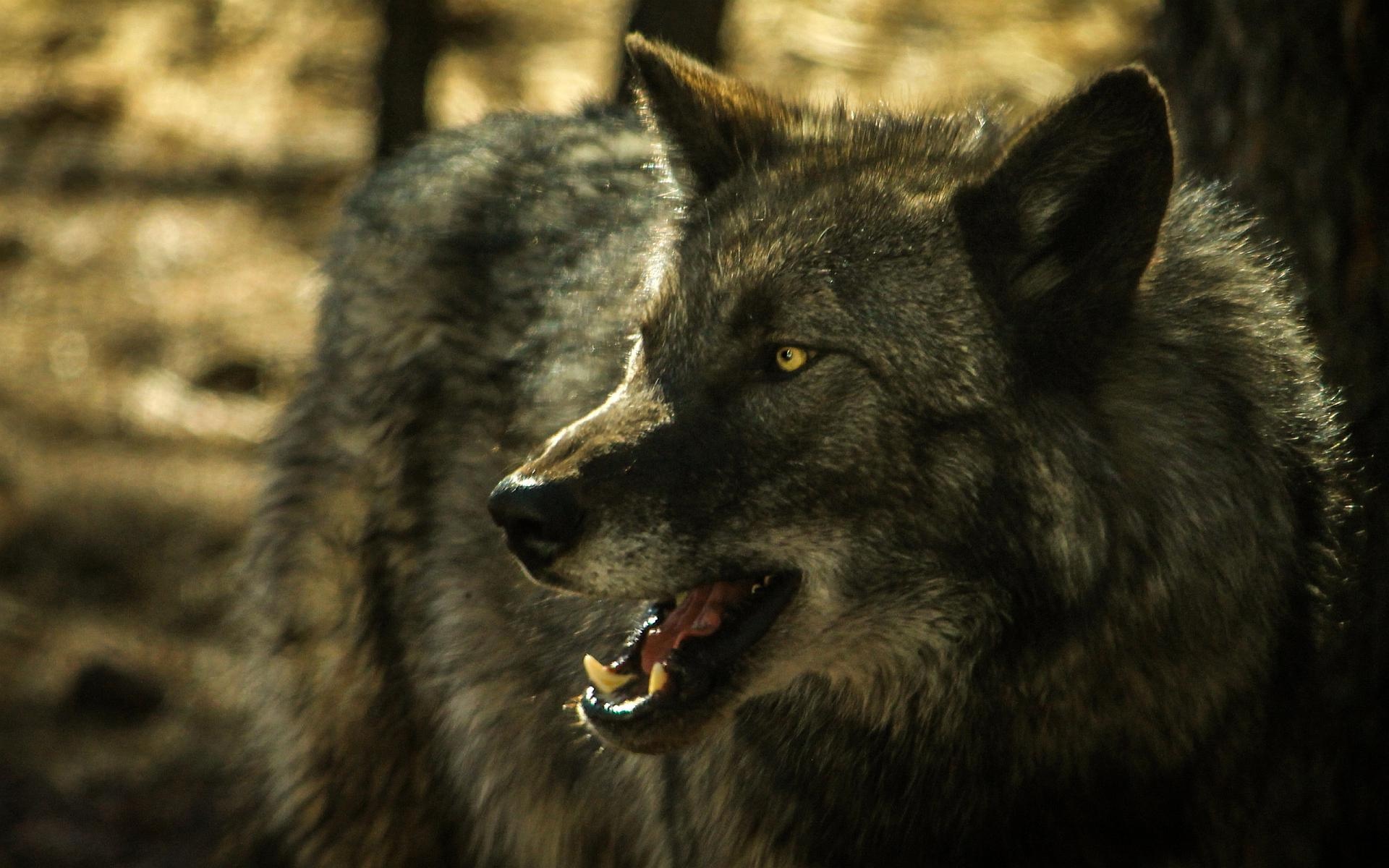 北美灰狼 森林狼图片