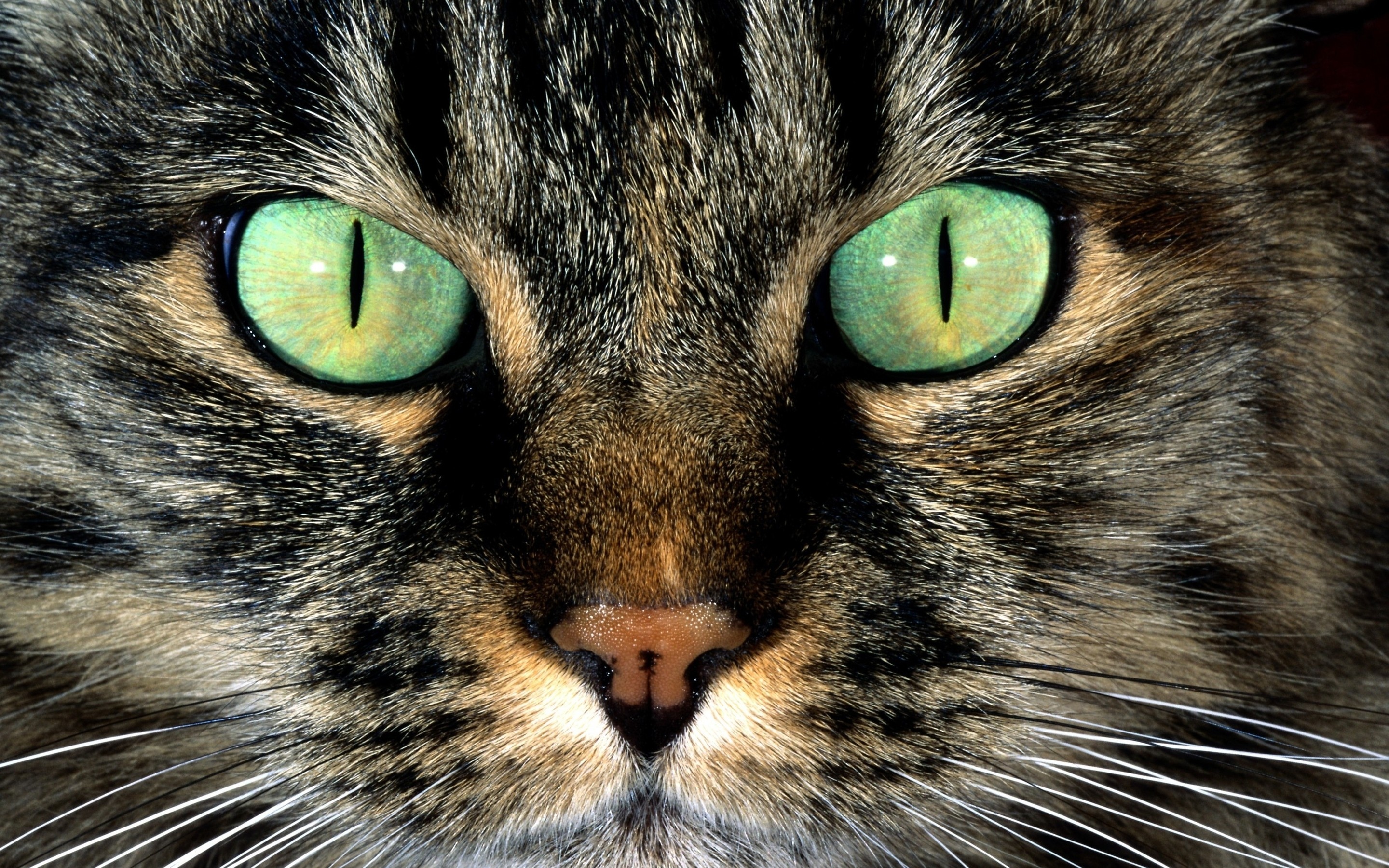 美国短毛猫眼睛图片