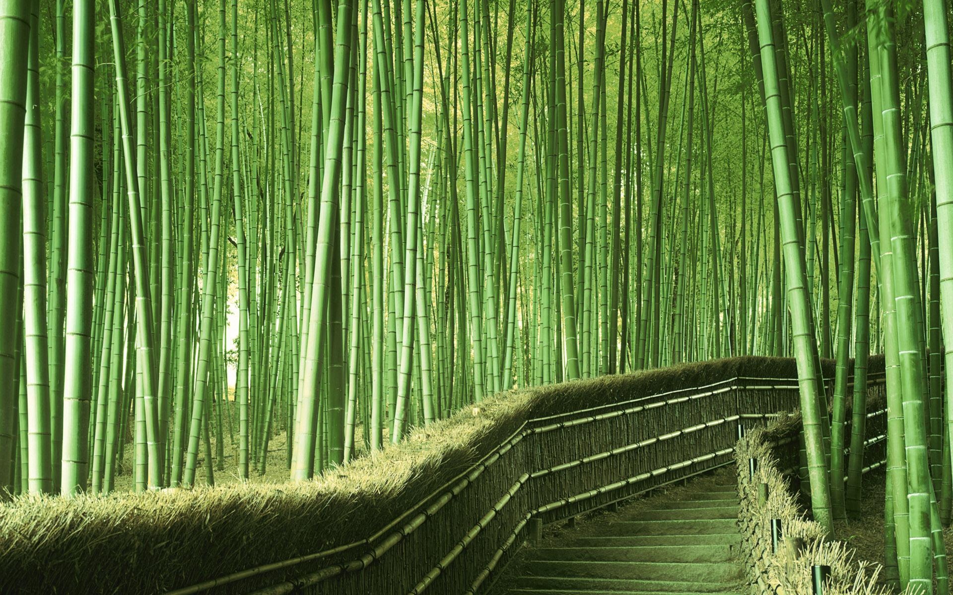 竹林壁纸 全屏图片