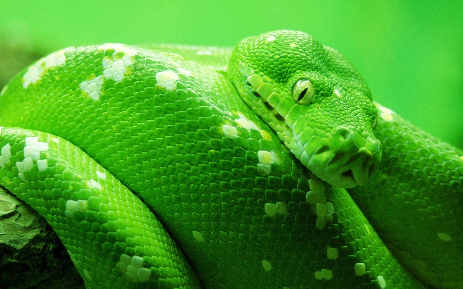 全身绿色的蛇图片