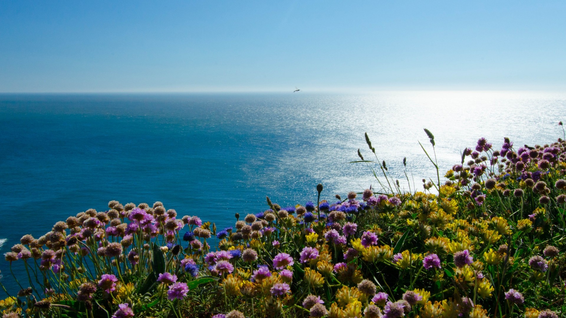 英格兰,爱尔兰海,海雀岛,鲜花,海,景观,蓝色的天空