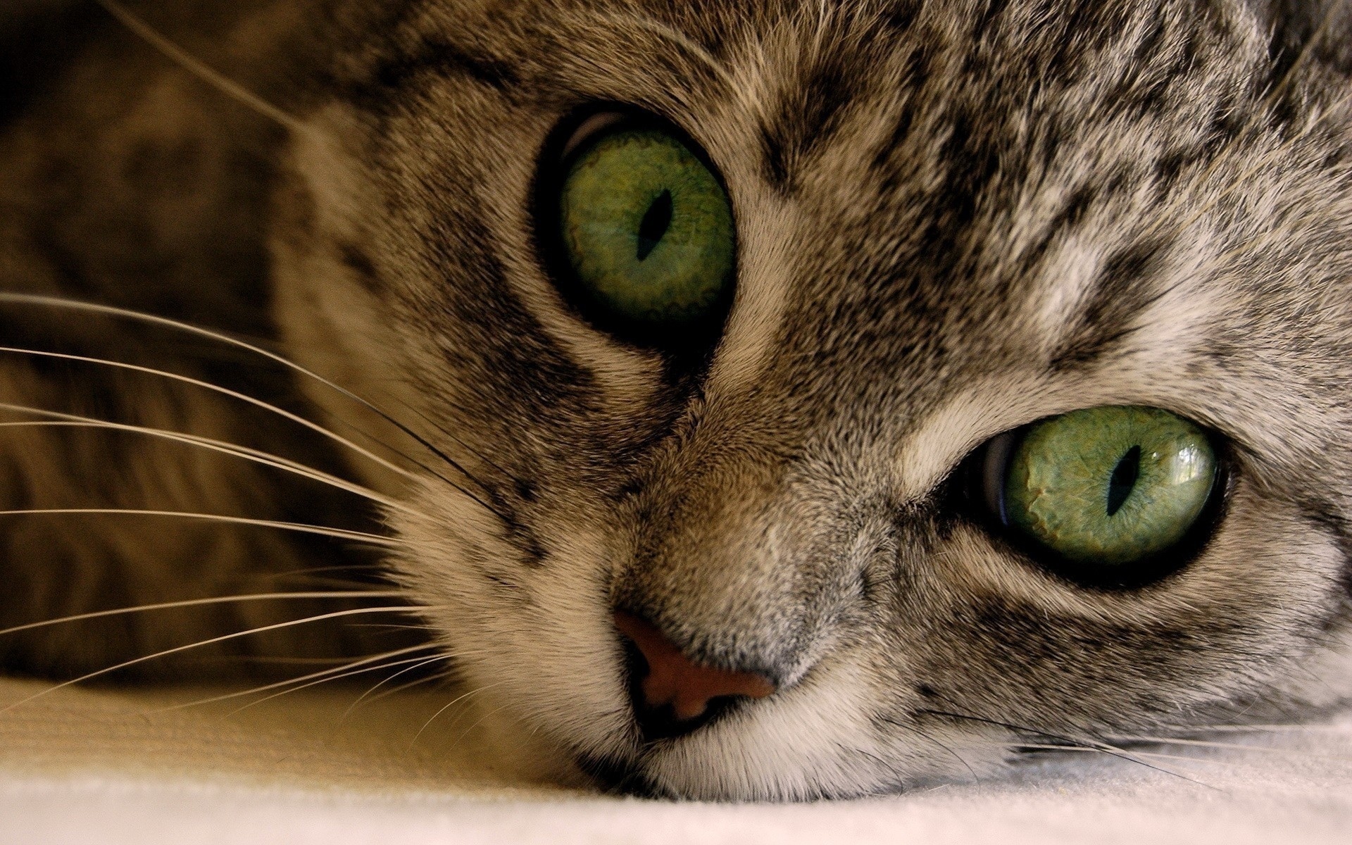 大眼睛猫壁纸图片