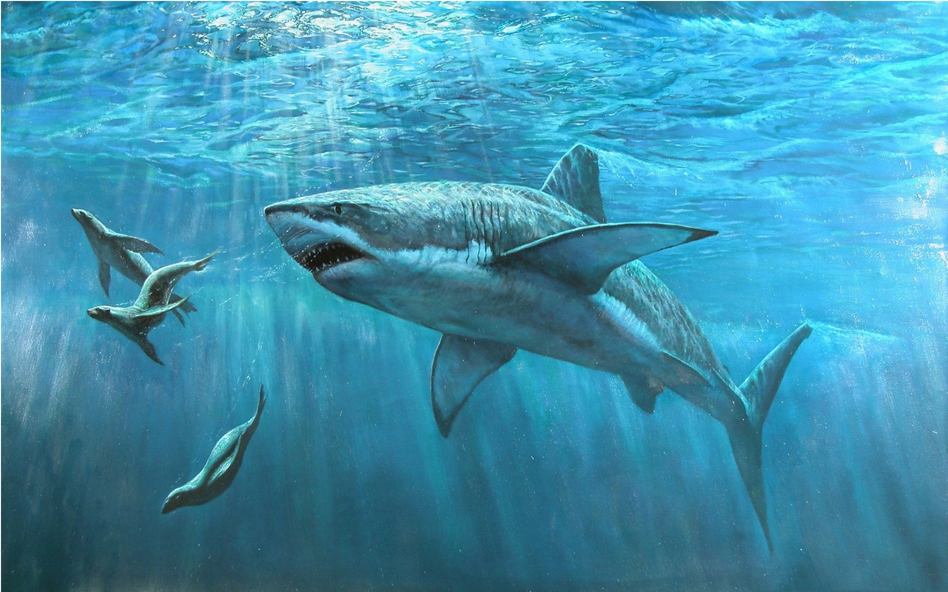 鲨鱼在海洋壁纸,高清图片,壁纸,动物