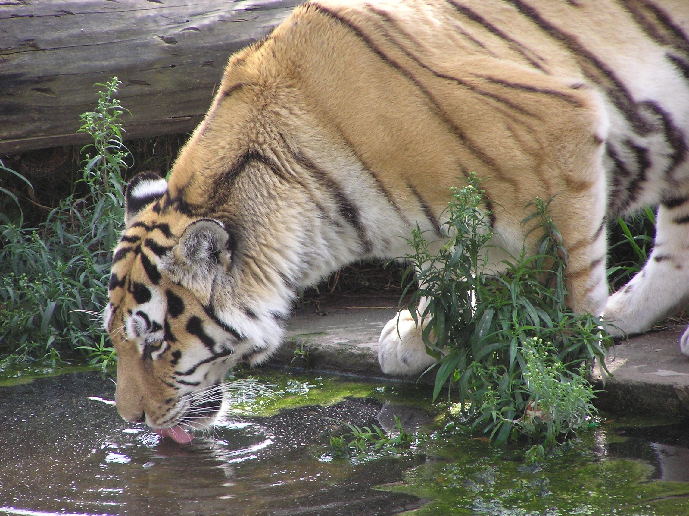 老虎喝水 野生图片