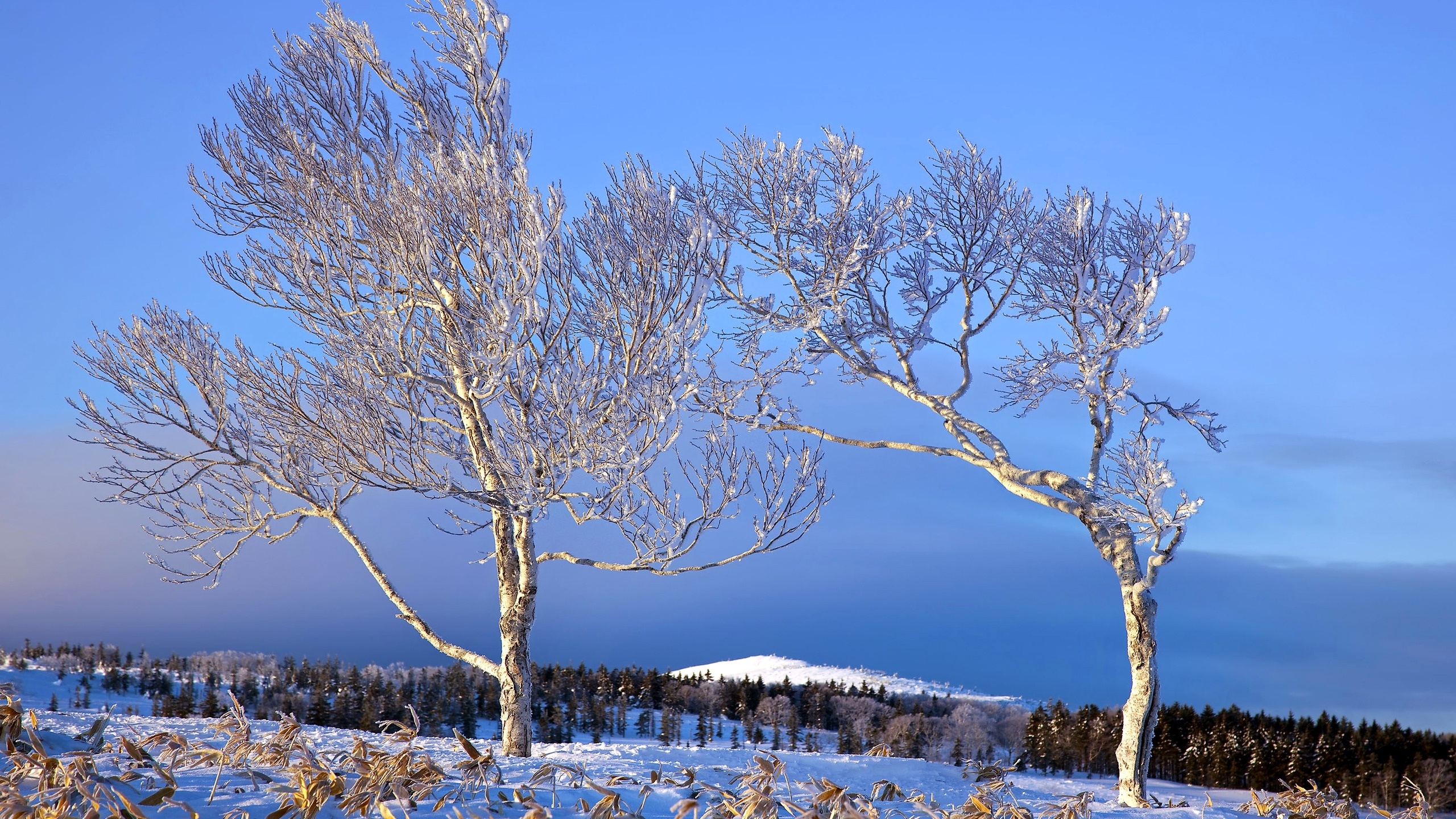 冬天,树木,白色的雪,小山,蓝天壁纸1440x900分辨率查看