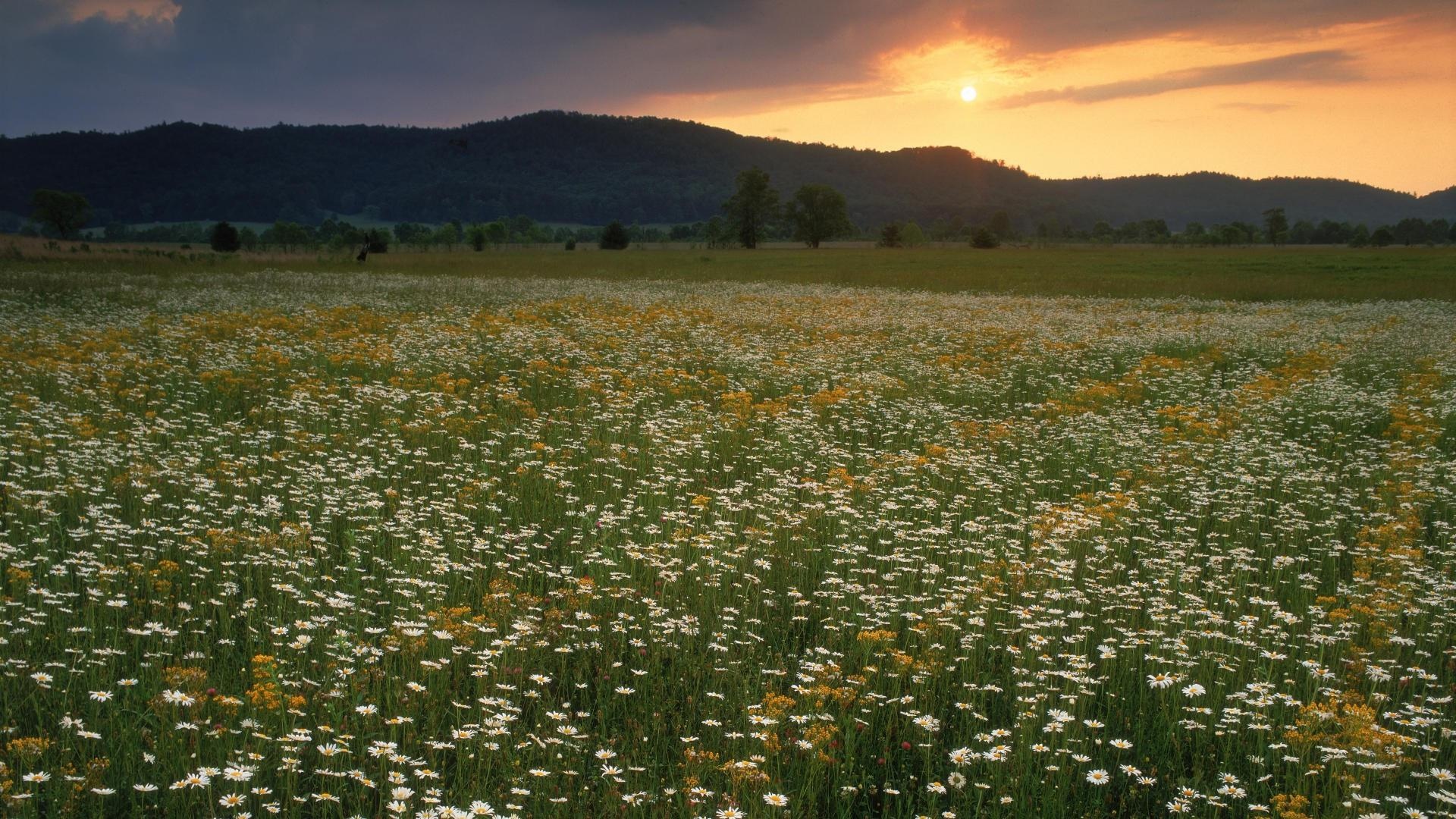 野花在夕阳的壁纸,高清图片,壁纸,自然风景