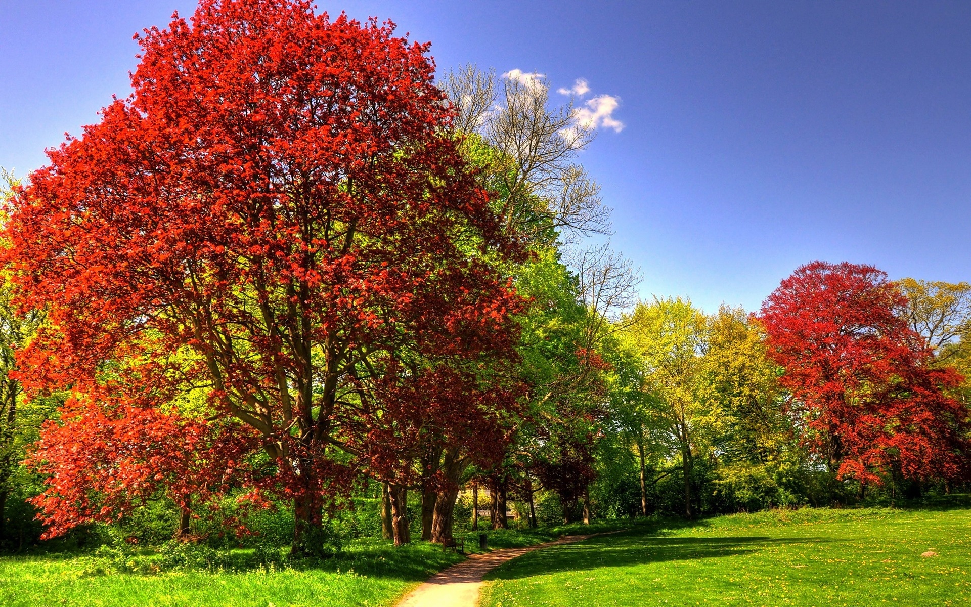 公园,树木,草地,阳光,秋天壁纸