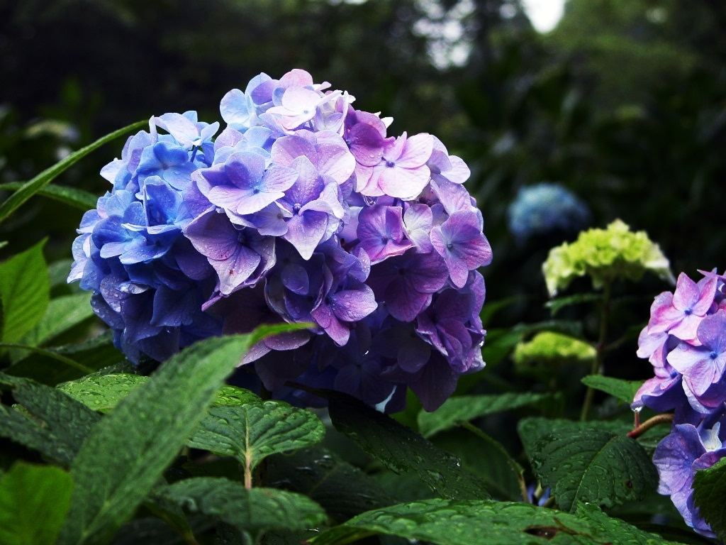 紫色的蓝色绣球花绿色的多年生植物紫色的夏天高清壁纸1024x768分辨率