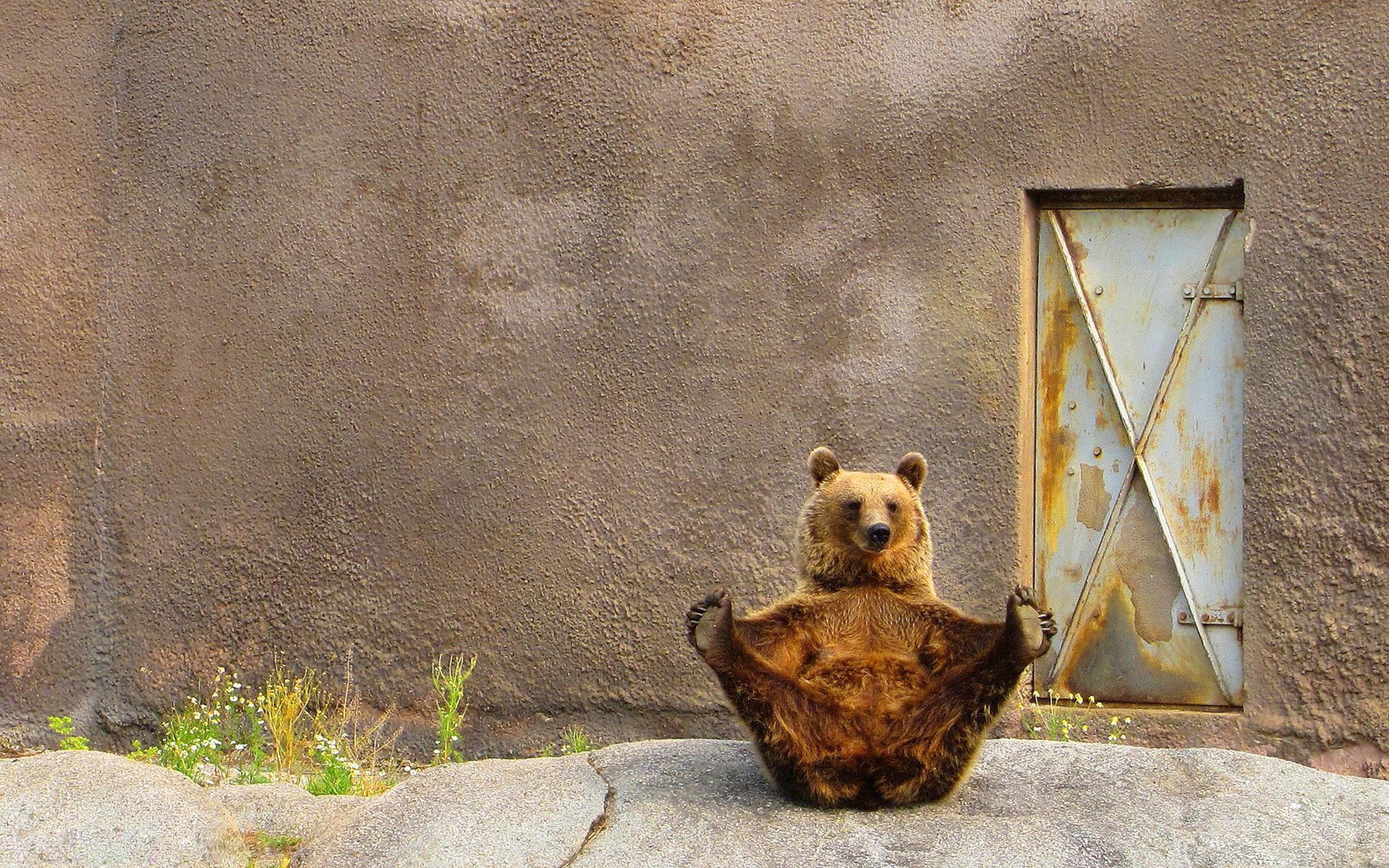有趣的熊构成壁纸,高清图片,壁纸,滑稽