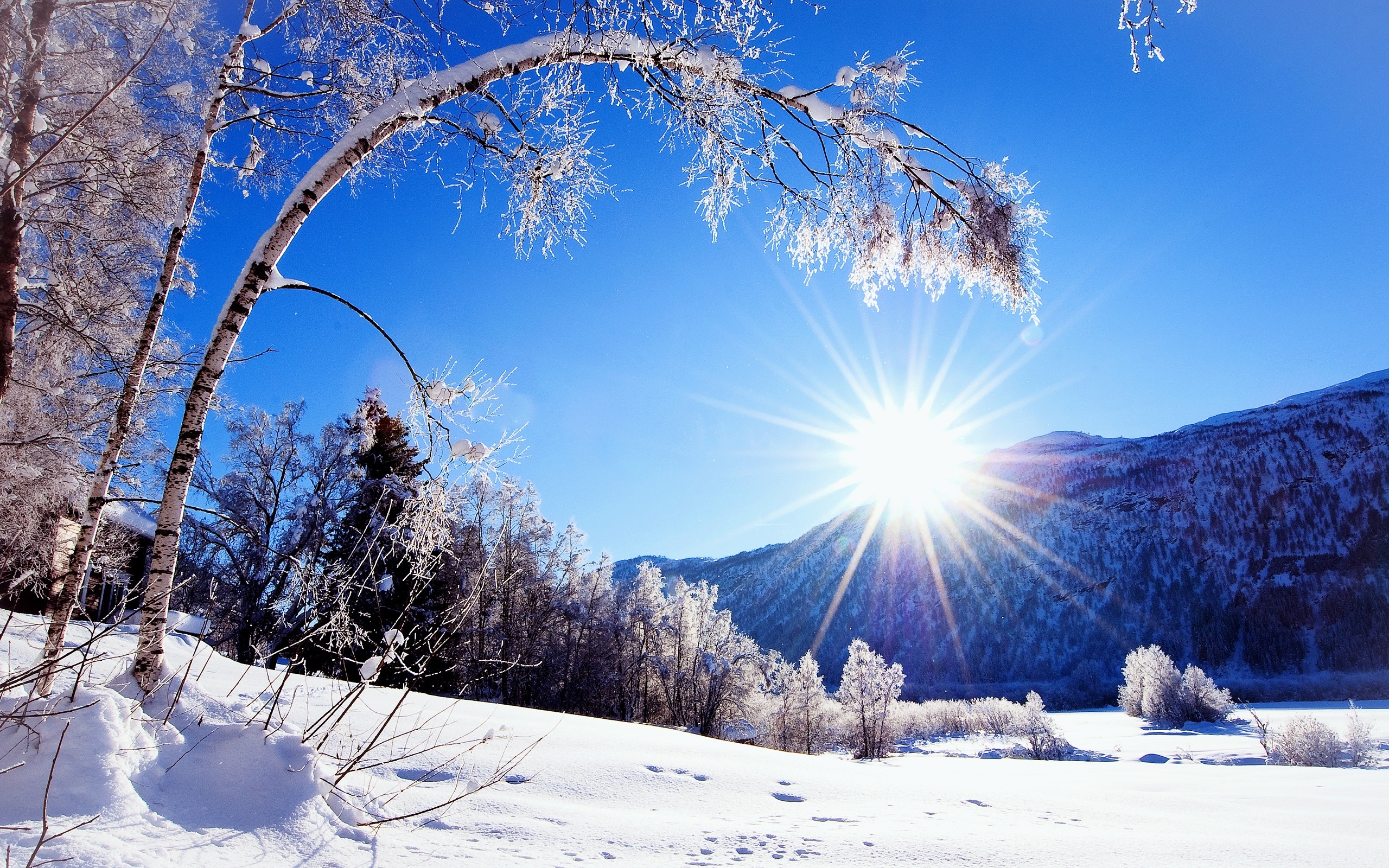 冬天,雪山,树木,白色的风景,令人眼花缭乱的阳光壁纸