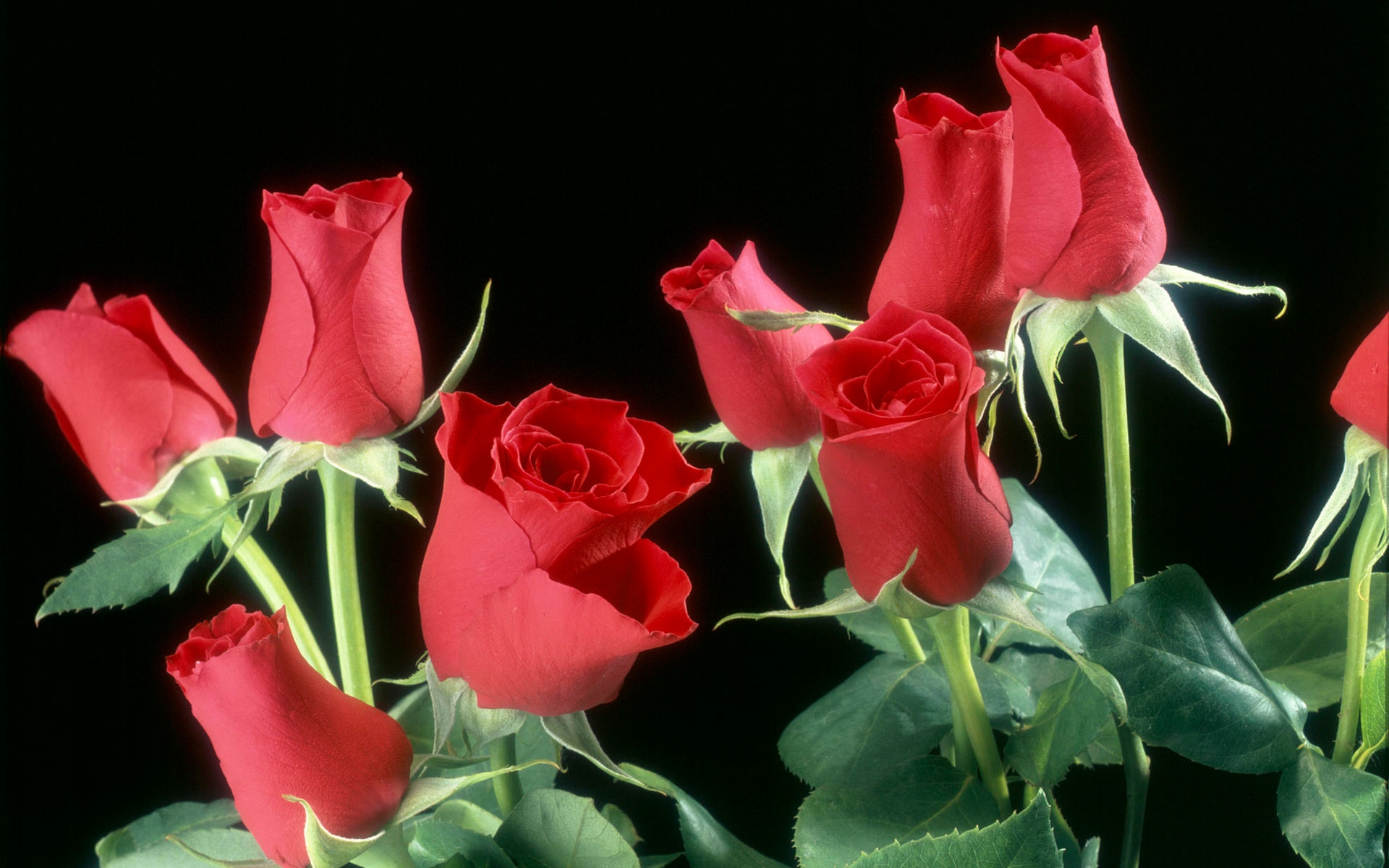 红玫瑰花高清壁纸,高清图片,壁纸,自然风景