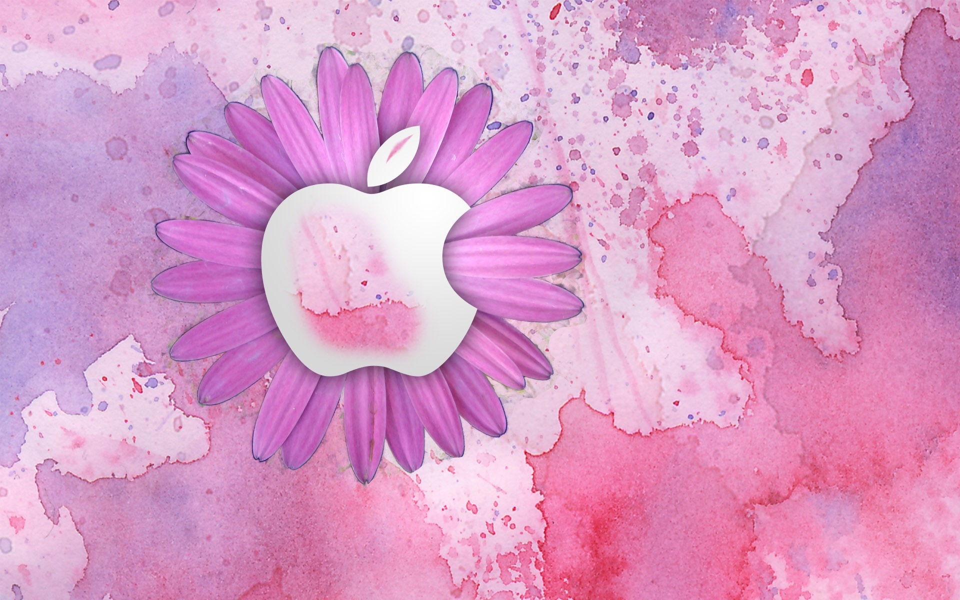 苹果粉红色花朵壁纸高清原图查看