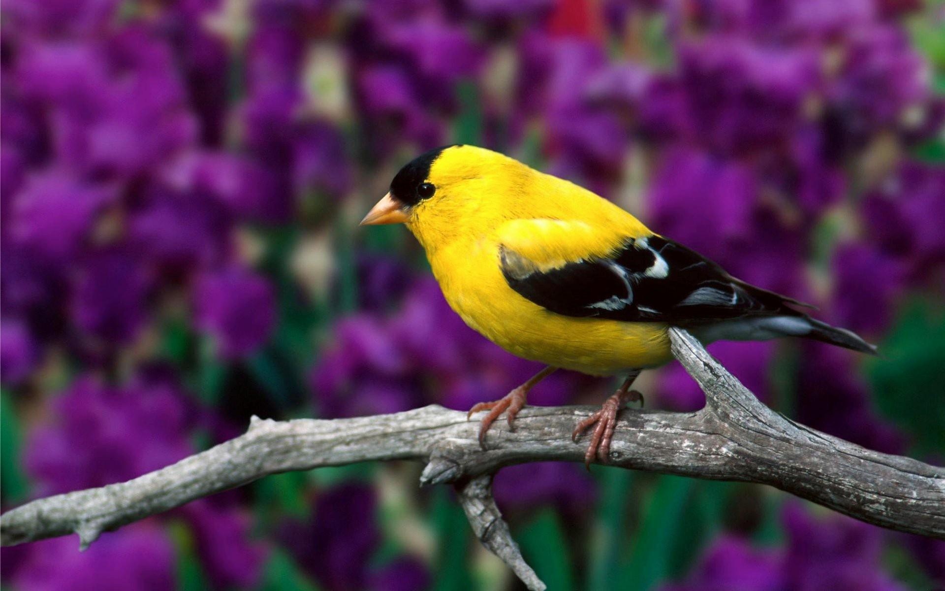 可爱的黄色小鸟壁纸640x1136分辨率下载,可爱的黄色小鸟壁纸,高清图片