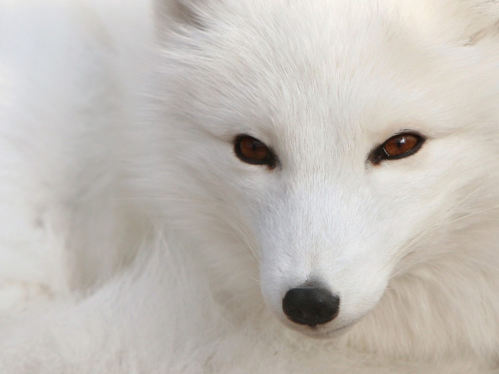 狐狸的品种银狐图片