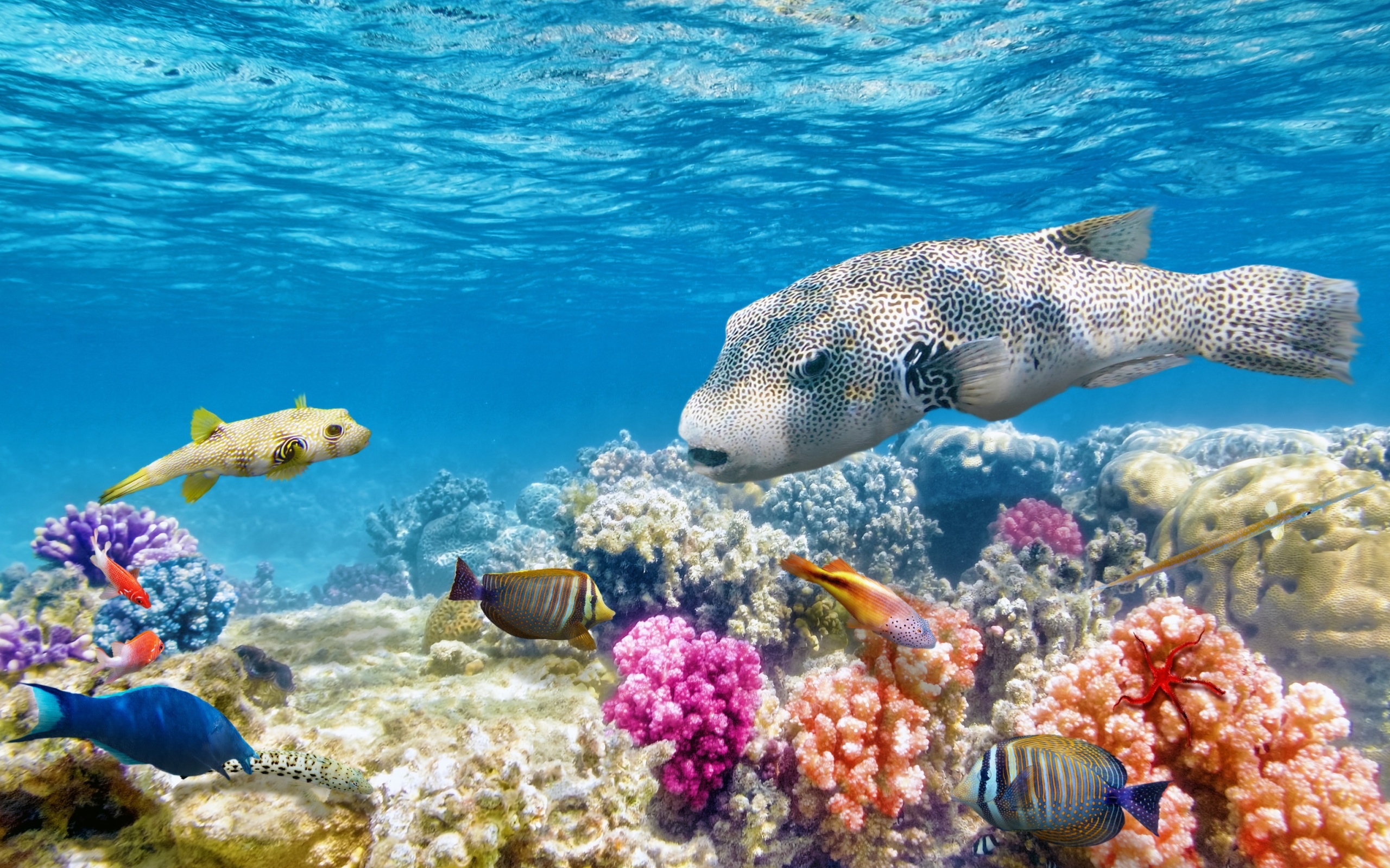 珊瑚礁世界鱼海洋世界五颜六色的海洋水下壁纸